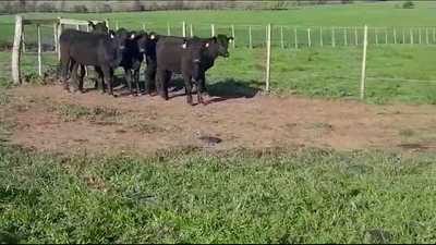 Lote (Vendido)5 Terneras ANGUS 250kg -  en COSTAS DEL ROSARIOS