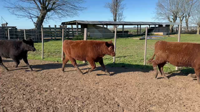 Lote 51 Terneras en Costas del Parao, Cerro Largo