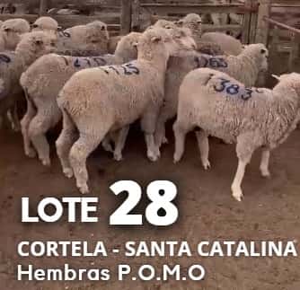 Lote Lote 28