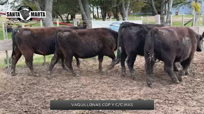 Lote Vaquillonas Con Garantía de Preñez y Con Cría de Santa Marta de Cinque