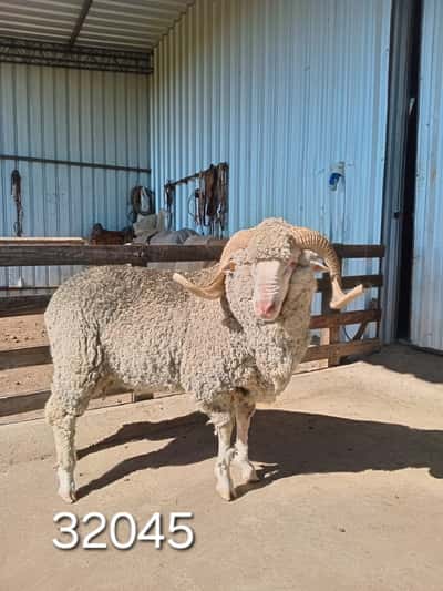 Lote 32045