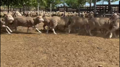 Lote OVEJAS