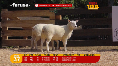 Lote Lote 37