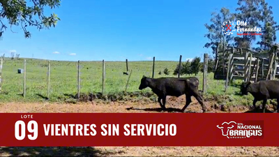 Lote Vientres Sin Servicio