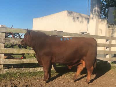 Lote LOTE 8
