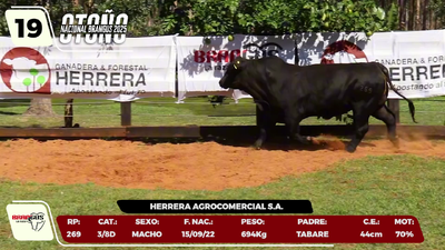 Lote LOTE 19