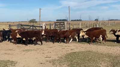 Lote 60 Terneros en Esquina, Corrientes