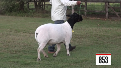 Lote Dorper-Schafe
