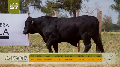 Lote LOTE 57