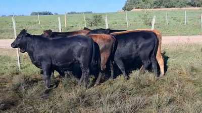 Lote TERNERAS