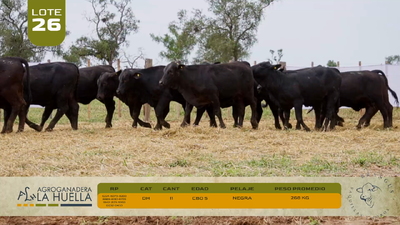 Lote LOTE 26