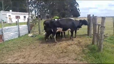 Lote 6 Piezas de cría hol en Carreta quemada