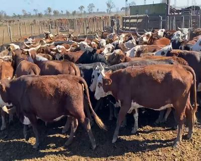 Lote 102 Vacas nuevas Preñadas en Bandera, Santiago del Estero