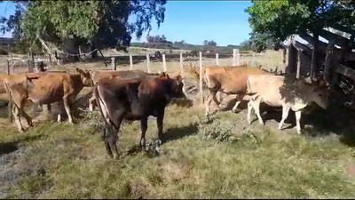 Lote (Vendido)5 Novillos 1 a 2 años JERSEY 230kg -  en LA CONCORDIA