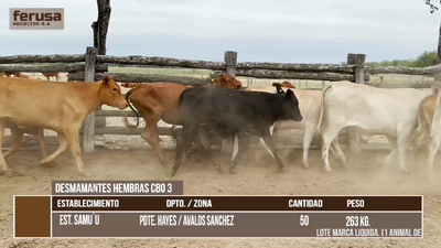 Lote LOTE 2