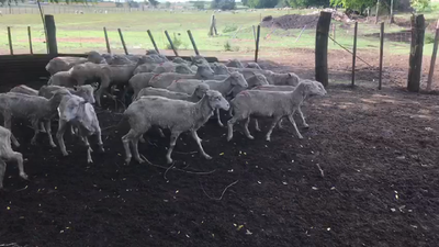 Lote OVEJAS