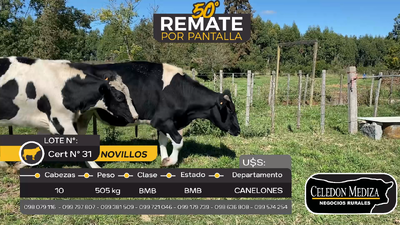 Lote 10 Novillos en Canelones