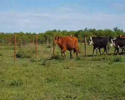 Lote 35 Vacas nuevas en Esquina, Corrientes