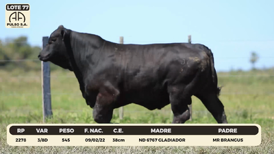 Lote LOTE 77