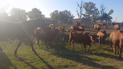 Lote 50 Vacas C/ cria Aberdeen Angus en Felicia, Santa Fe