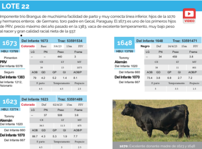 Lote Lote 22