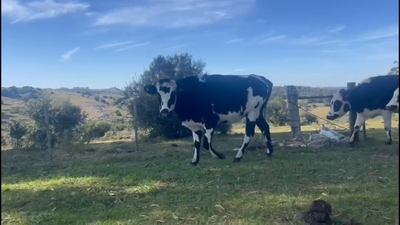 Lote 5 Vaquillonas  Normando en A 20 km de Minas