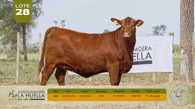 Lote LOTE 28