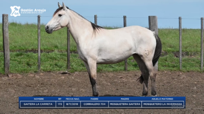 Lote GAITERA LA CARRETA