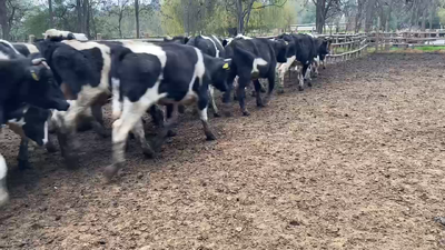 Lote 110 Novillo Engorda en Paine, Región Metropolitana