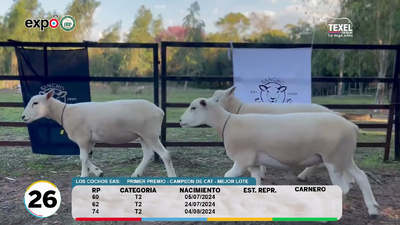 Lote LOTE 26