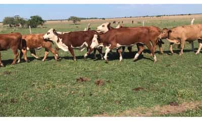 Lote 50 Novillitos en Bella Vista, Corrientes