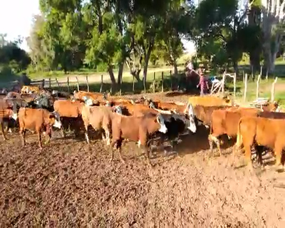 Lote 60 Novillos en Santa Lucía, Corrientes