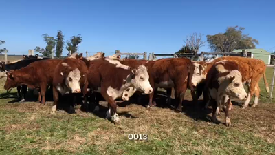 Lote (Vendido)20 Vacas de Invernada 386kg - , Lavalleja