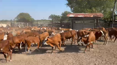 Lote 130 Terneras en Machagai, Chaco