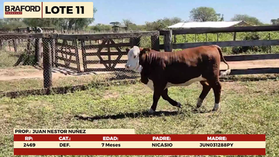 Lote LOTE 11- TERNERAS DE CORRAL