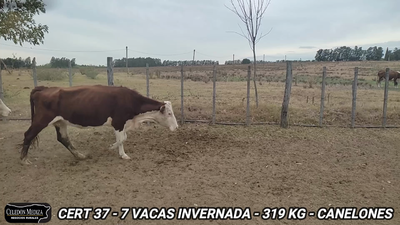 Lote 9 Vacas de Invernada en Canelones