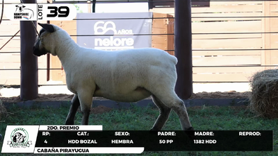 Lote LOTE 39- BOZAL