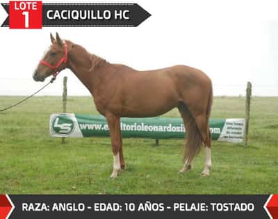 Lote CACIQUILLO HC