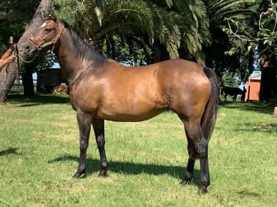 Lote Highlights – Yegua Preñada de Invasor