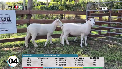 Lote LOTE 4