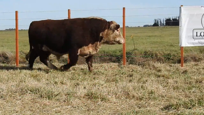 Lote TORO P. HEREFORD