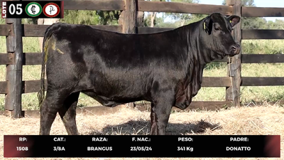 Lote LOTE 5
