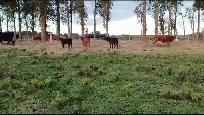 Lote 3 Terneros y Terneras Cruzas 140kg -  en Italia