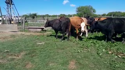 Lote 35 Vacas preñadas Braford y Brangus en Laguna Paiva, Santa Fe