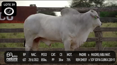 Lote LOTE 39