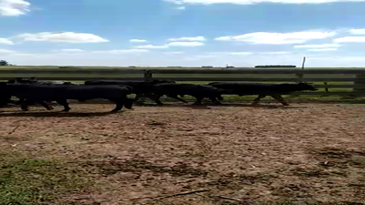 Lote 28 Terneros ANGUS 210kg - , San José