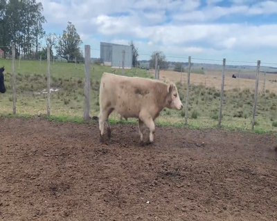 Lote (Vendido)26 Novillos 1 a 2 años 18 AA,  3 CH X HE,  5 AA X HE 320kg - , Soriano