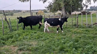 Lote VACAS/VAQUILLONAS