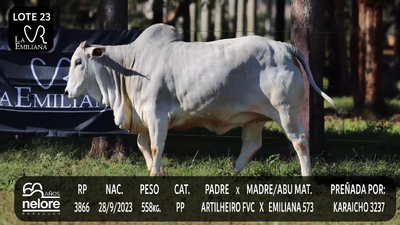 Lote LOTE 23