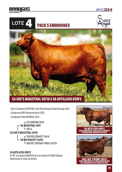 Lote Pack 5 embriones SA She´s Bunny 507L4